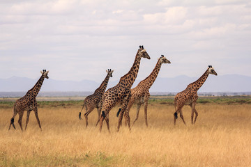 Naklejka na ściany i meble Girafa en Masai Mara (Kenia)