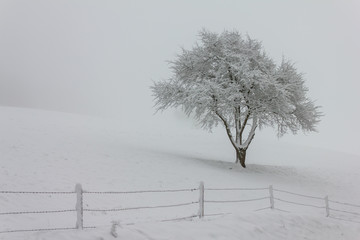 Baum im Schnee mit Nebel