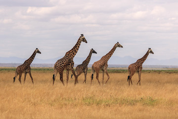 giraffe in the savannah