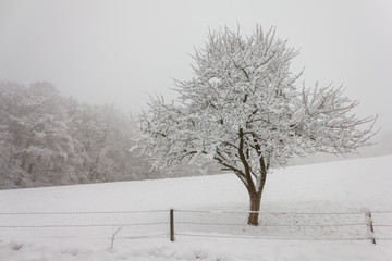 Apfelbaum auf der schneebedecken Weide