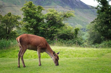 scotland wildlife deer in the mountain