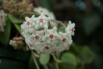 Flor de hoya carnosa, planta trepadora