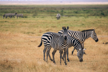 Fototapeta na wymiar zebra in the savannah