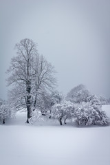 Winter im grauen Nebel