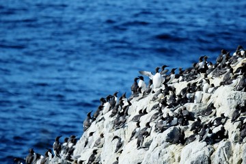 Guillemots