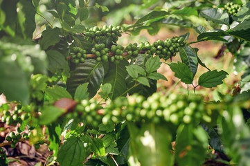 Harvesting coffee theme