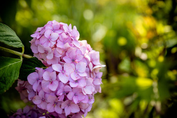 Blooming great bush of pink flower hydrangea in the garden.Beautiful bush of pink hydrangea flowers in park. Hydrangea Season in Japan.Many blue hydrangea flowers growing in garden, floral background