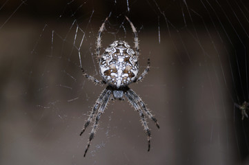 spider on web