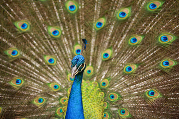 Fototapeta premium peacock