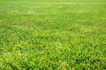 Obraz na płótnie Canvas Green surface of beautiful natural grassy lawn in summer sunny weather.