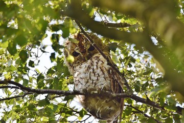 Tawny owl