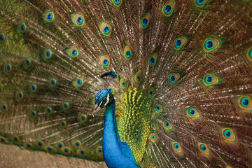 Obraz premium Pavo Real