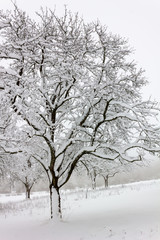 Birnbaum im Winter verschneit