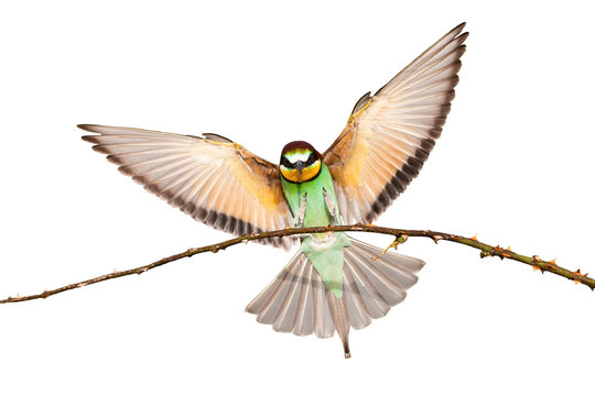 European bee-eater, merops apiaster, landing on a twig with wings spread wide isolated on white. Multicolored wild bird with green, yellow and orange feathers flying in the air cut out on blank.