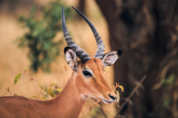 impala in the savannah