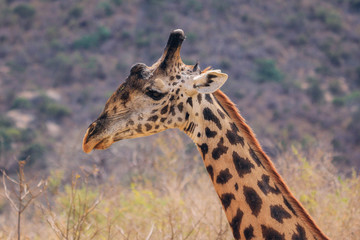 Giraffa en Kenia
