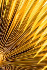 Golden tropical leaf design elements,gold leaf of tropical forest plant for nature pattern.