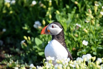 Puffin