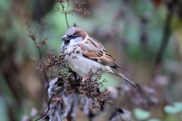 House sparrow