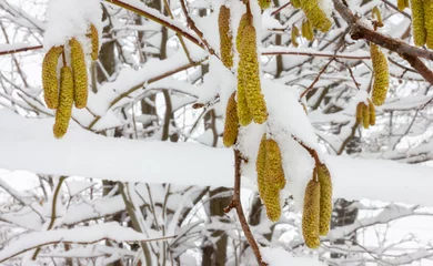 Foto auf Leinwand Haselnuss Blüte Hasel mit Schnee bedekt © JoHans