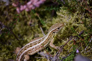 Female sand lizard