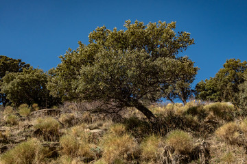 Mountain oak tree in Spain
