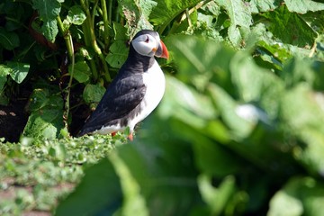 Puffin