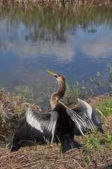 Cormoran dans les Everglades, Floride, Etats-Unis - 317329545