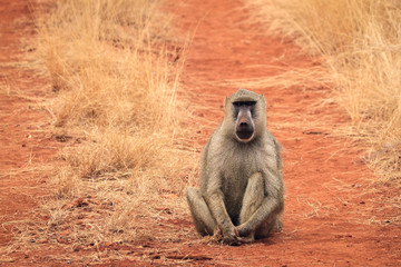 Mono sentado Kenia