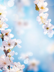 Fototapeta na wymiar Blossom tree over nature background. Spring flowers. Spring Background