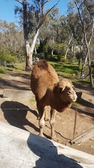 Cammello australiano
