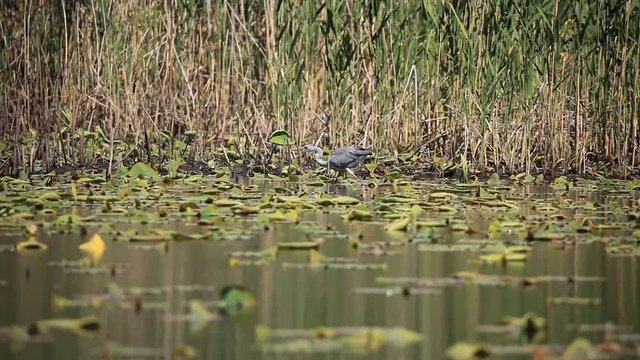 H&eacute;ron cendr&eacute; en train de p&ecirc;cher du poisson