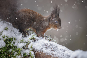 Adorable red squirrel in winter