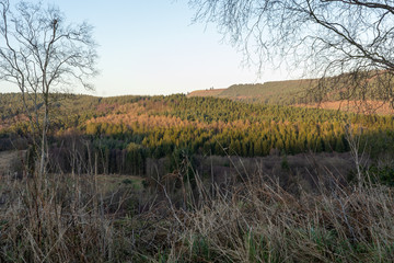 Obraz premium autumn in the forest