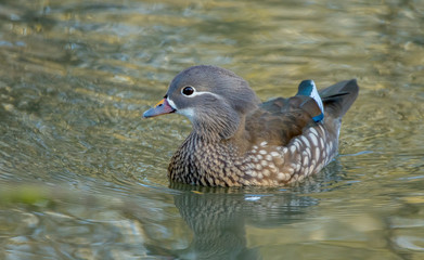 Mandarin Duck Swimming