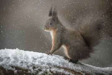 Naklejka na ściany i meble Squirrel in a snow shower