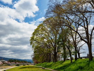 晴れた日の並木道