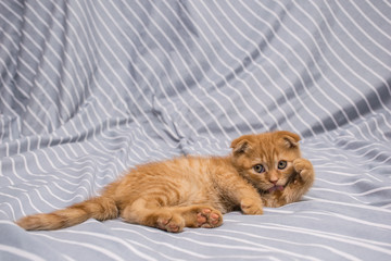 red lop-eared cat breed Scottish fold lies and licks on a striped background