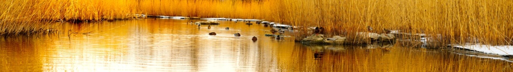 panoramic view of lake with reeds and wild duck . sunset.. beijing, china. reflection in water
