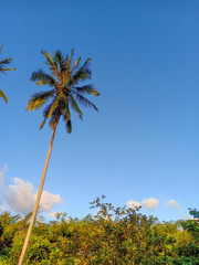 Fototapeta premium palm trees and blue sky
