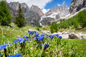 Gentiana verna mountain flower on the background of the Marmolada massif. Dolomites.