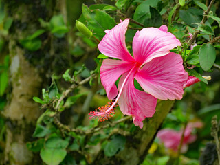 Fleur de Martinique