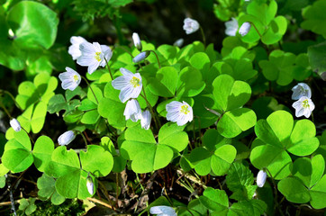 clover blossom