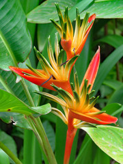 Fleur de Martinique