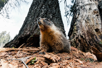 Marmots are relatively large ground squirrels with 15 species living in Asia, Europe and North America. They are the heaviest members of the squirrel family