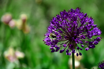 bee on a flower