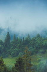 Mysterious foggy coniferous forest