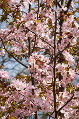 Cherry blossoms