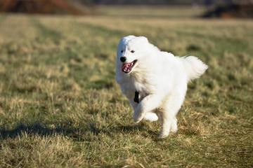 Samoyed white Dog Running in The Countryside.