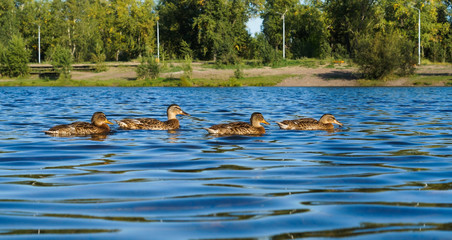 four ducks swim on the lake